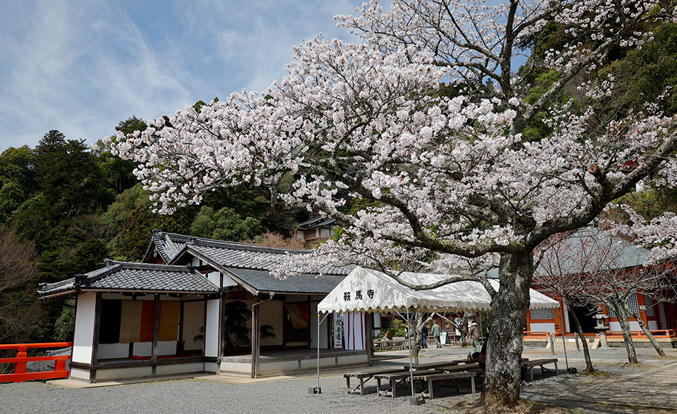 『鞍馬寺花供養奉納公演』予告イメージ